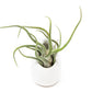Small Ivory Ceramic Container - Choose Your Custom Tillandsia Air Plant