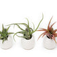 Sets of 3 or 6 Small Ivory Ceramic Vases with Tillandsia Red Abdita, Velutina and Caput Medusae Air Plants