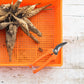 Harvesting Pruning Shears | 185 mm