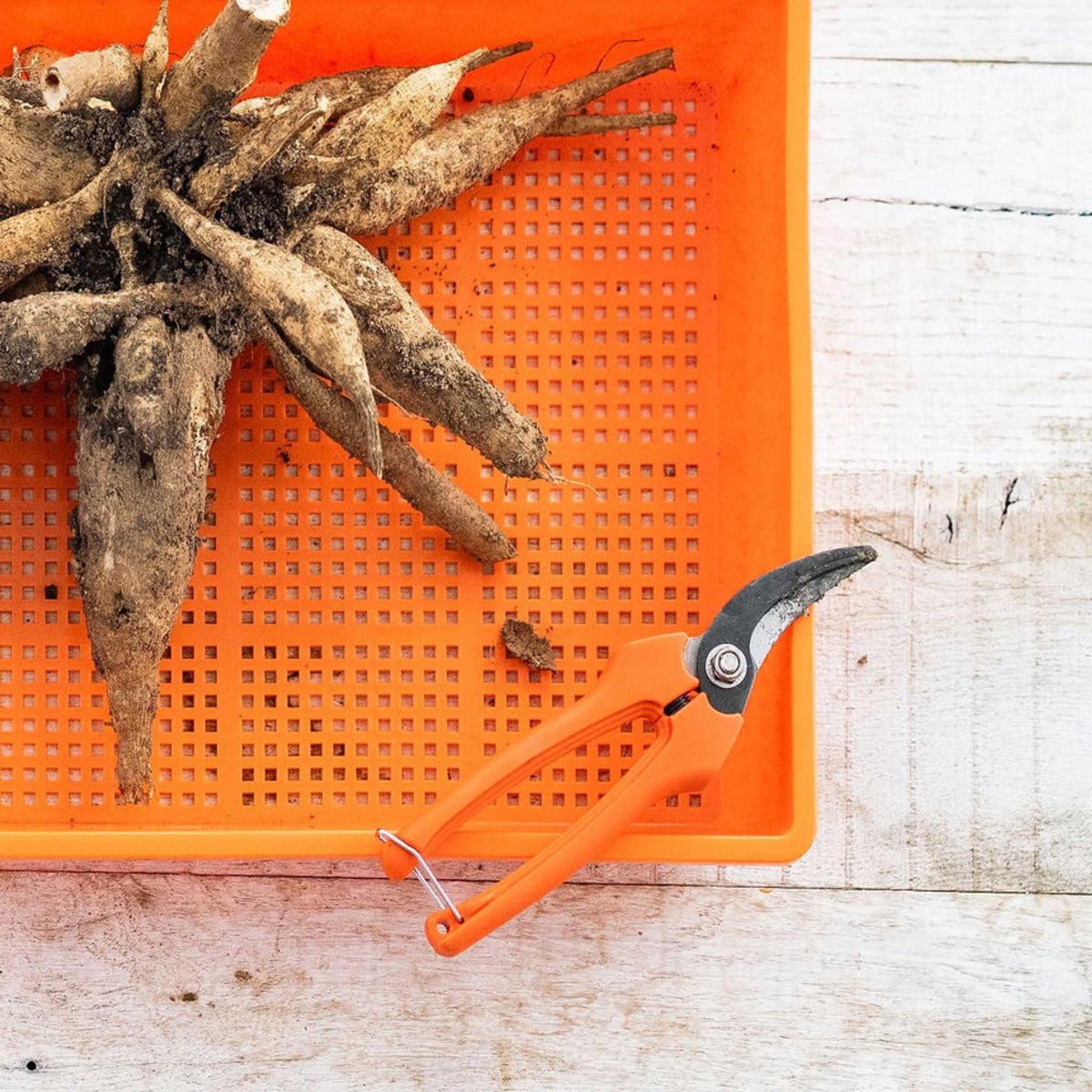 Harvesting Pruning Shears | 185 mm