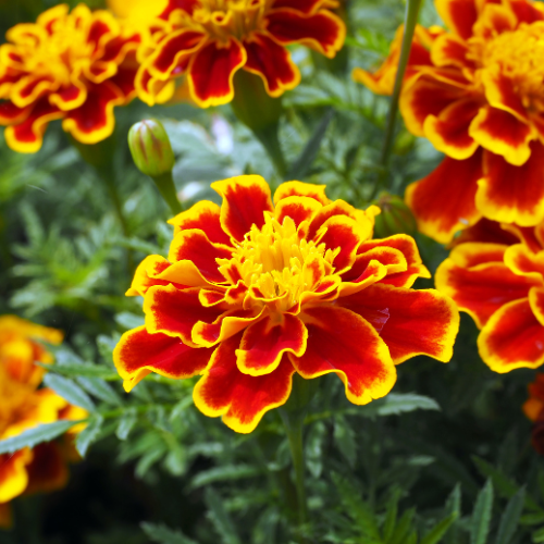 Bonanza Bee Marigold Seeds