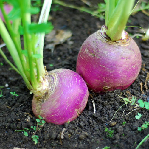 Purple Top White Globe Turnip Seeds
