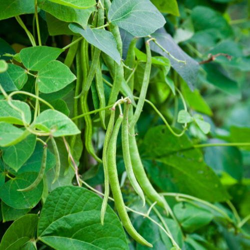 Contender Bush Bean Seeds