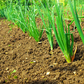 Red Creole Red Onion Seeds