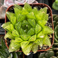Haworthia Cooperi