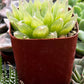 Haworthia Cooperi