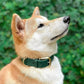 Heavy Duty Waterproof Dog Collar Metal Buckle Odor Proof XS–L (all colors)