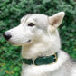 Heavy Duty Waterproof Dog Collar Metal Buckle Odor Proof XS–L (all colors)