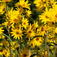 250 MAXIMILIAN (Prairie) SUNFLOWER Helianthus Maximiliani Flower Seeds