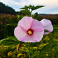 Hibiscus Moscheutos Seeds (30) Swamp Rose Mallow – Hardy Native Perennial, Large Pink/Red Flowers, Wetland & Pond Plant