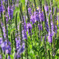 500 Purple HOARY VERVAIN Verbena Stricta Flower Seeds