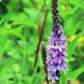 500 Purple HOARY VERVAIN Verbena Stricta Flower Seeds
