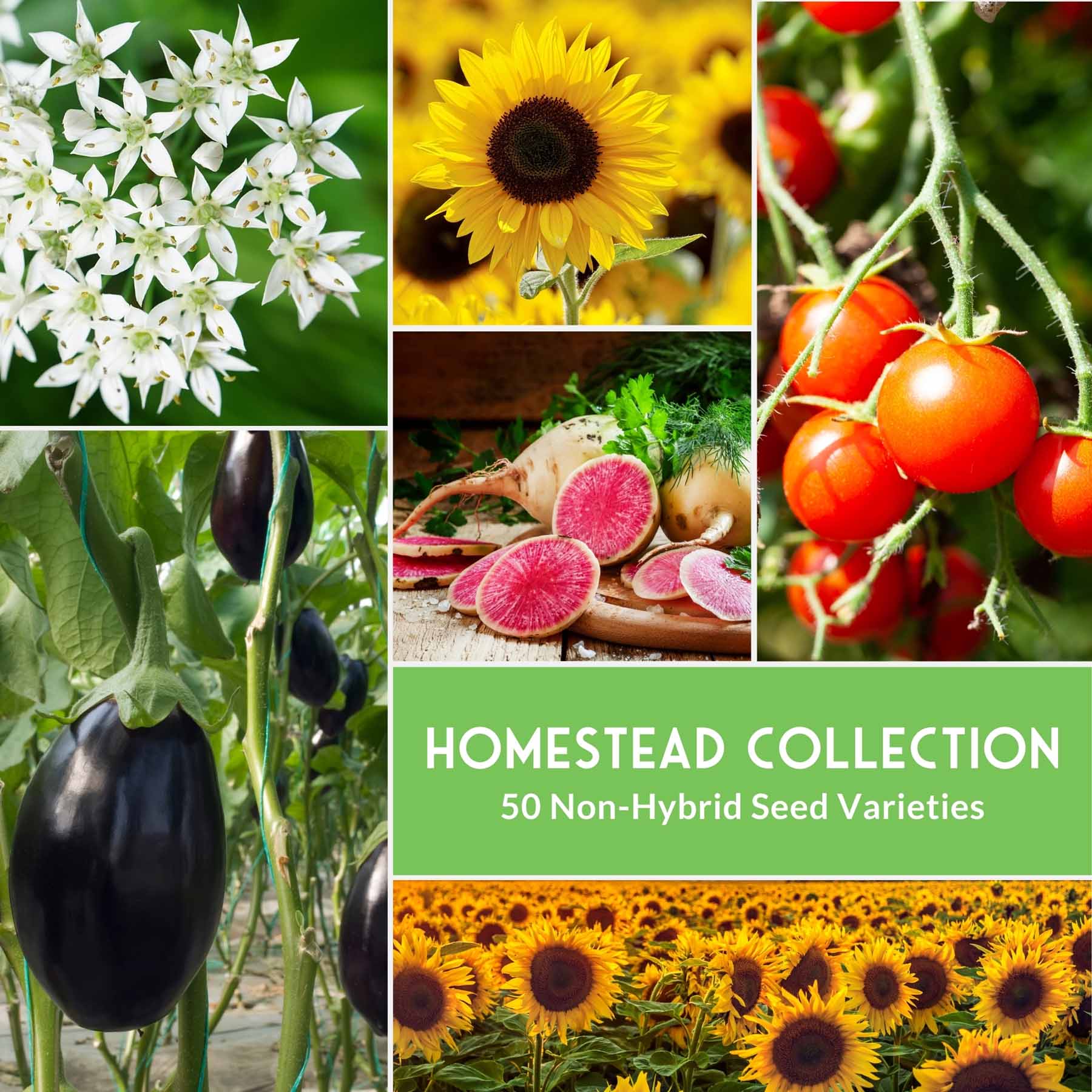 non hybrid garden seeds Homesteader Collection