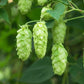 25 COMMON HOPS European Humulus Lupulus Vine Seeds Beer Making Ingredient Seeds