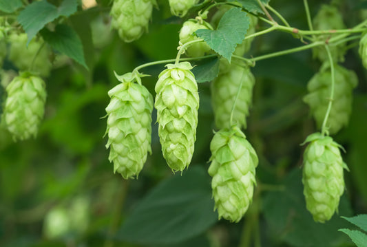 25 COMMON HOPS European Humulus Lupulus Vine Seeds Beer Making Ingredient Seeds