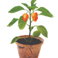Hot Peppers Plant-It-Starters - Multipack of 4