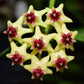 Hoya Densifolia