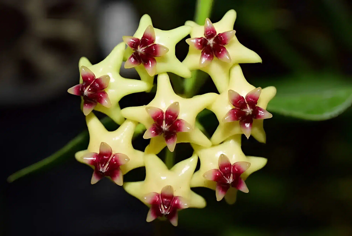 Hoya Densifolia