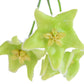 Hoya Chlorantha - known for its vigorous growth and abundant flowering potential