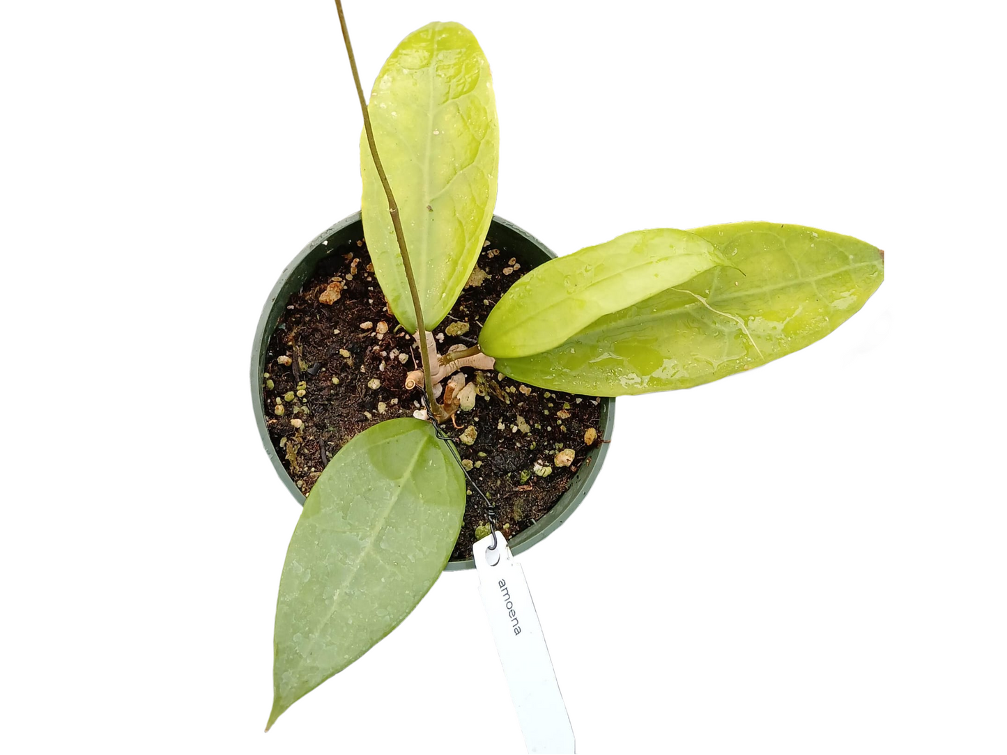 Hoya amoena