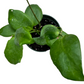 Hoya anulata