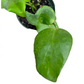 Hoya anulata