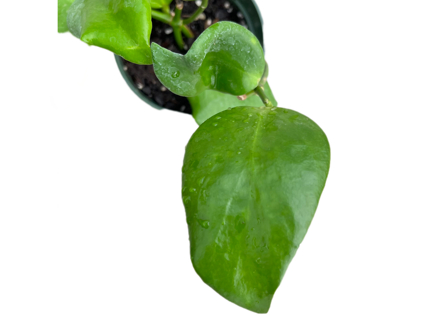 Hoya anulata