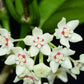Hoya Australis potted I This charming succulent vine is celebrated for its exceptional sweet fragrance and adaptable growth habit