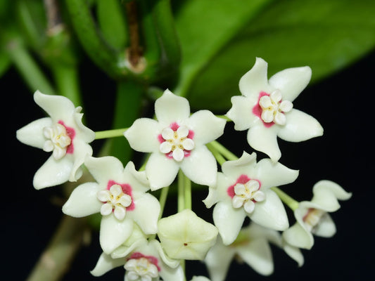 Hoya Australis potted I This charming succulent vine is celebrated for its exceptional sweet fragrance and adaptable growth habit