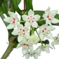 Hoya Australis potted I This charming succulent vine is celebrated for its exceptional sweet fragrance and adaptable growth habit