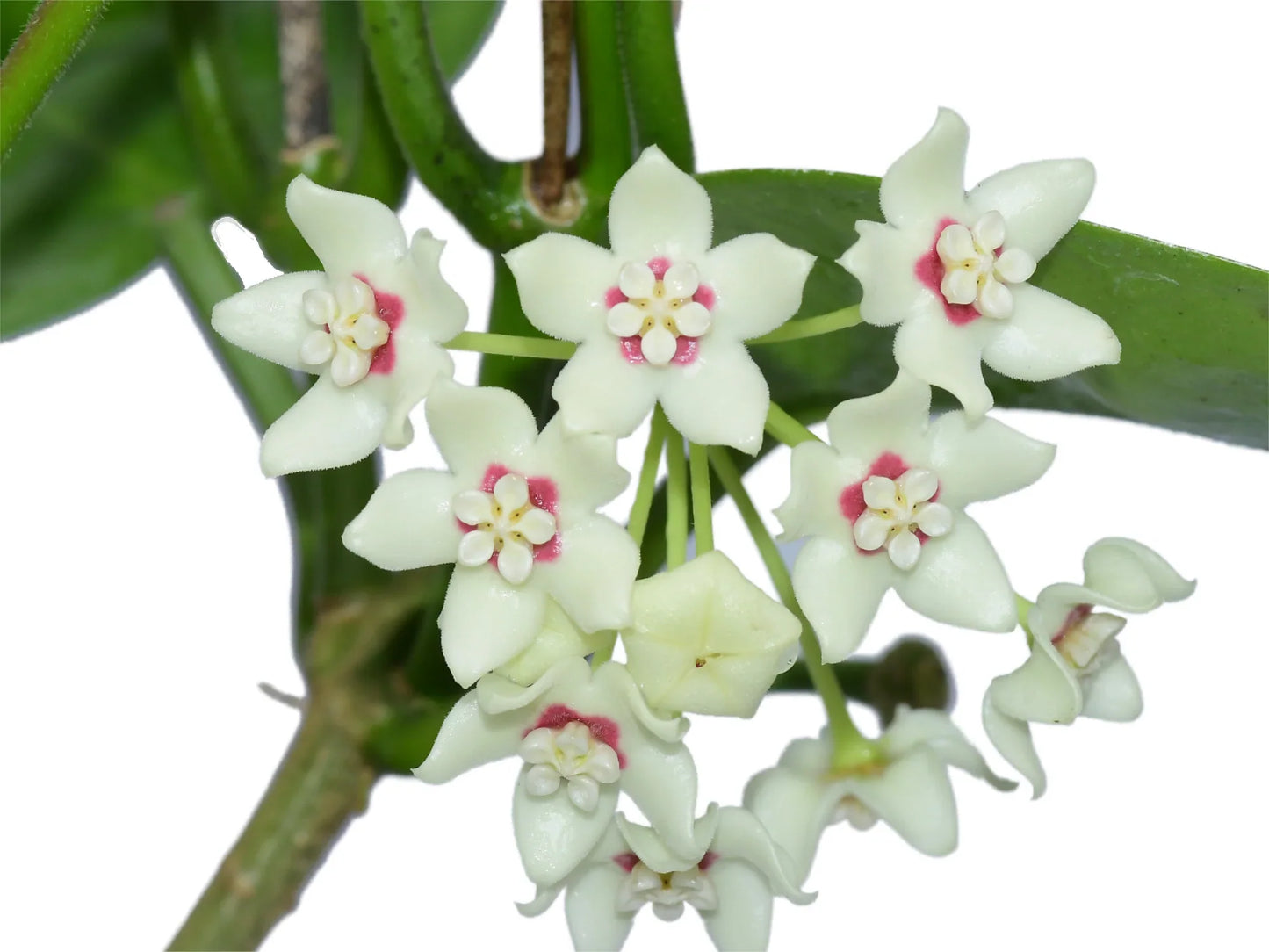 Hoya Australis potted I This charming succulent vine is celebrated for its exceptional sweet fragrance and adaptable growth habit