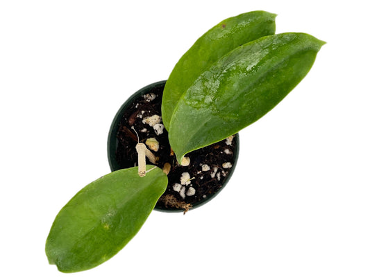 Hoya Bicolor features glossy oval leaves with green and silver tones. Its cascading vines and star-shaped flowers add elegant charm, perfect for hanging baskets or trailing displays.