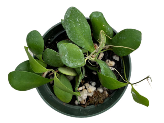 Hoya bilobata
