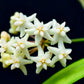 Hoya Cagayanensis is a stunning trailing species native to the Cagayan Valley in the Philippines, prized for its cascading growth habit and exceptional flowering display that brings tropical elegance to any space.