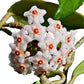 Hoya Carnosa I Waxy leaves and spectacular clusters of fragrant, porcelain-like white flowers