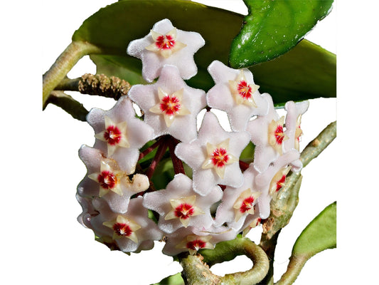 Hoya Carnosa I Waxy leaves and spectacular clusters of fragrant, porcelain-like white flowers