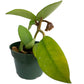 Hoya Carnosa Pink Chart potted. A beloved wax plant family with its fragrant star-shaped blooms