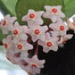 Hoya Carnosa Pink Chart potted. A beloved wax plant family with its fragrant star-shaped blooms