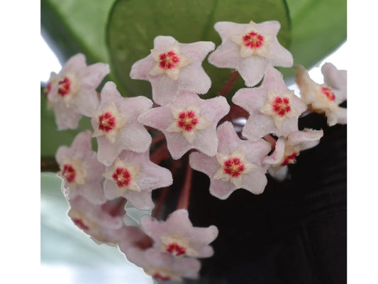 Hoya Carnosa Pink Chart potted. A beloved wax plant family with its fragrant star-shaped blooms