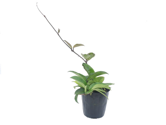 Hoya Carnosa Tricolor I Features green, white, and pink leaves that deepen in color with light