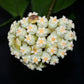 Hoya crassipetiolata