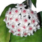 Hoya dasyantha