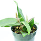Hoya dasyantha