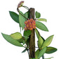 Hoya davidcummingii