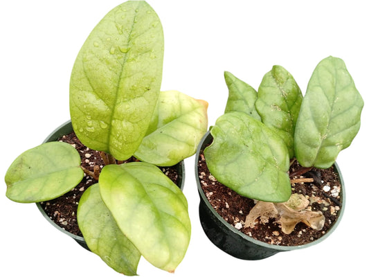 Hoya fungii