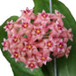 Hoya Ilagiorum  is a unique and rare species renowned for its distinctive characteristics and exceptional beauty. 