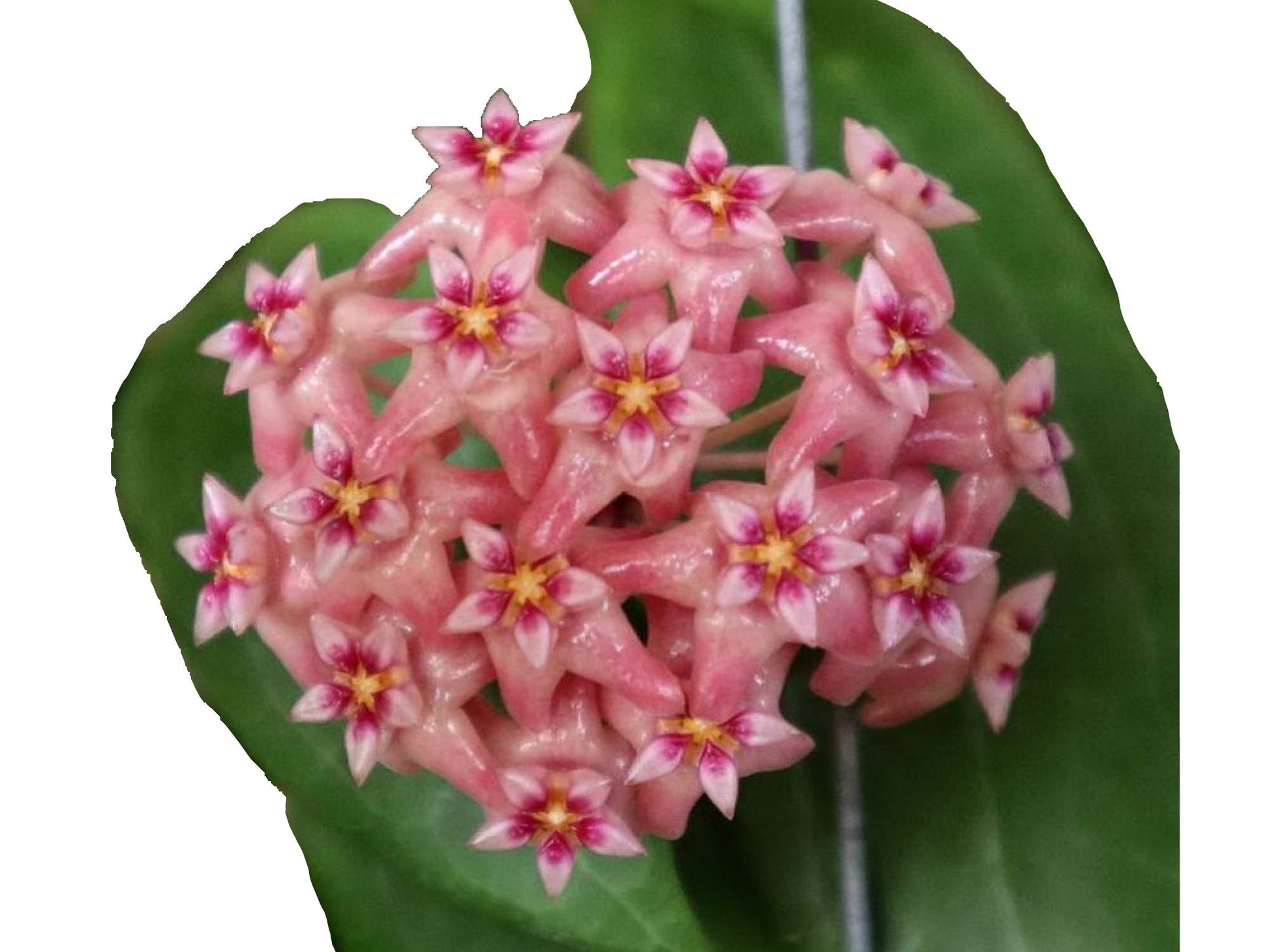 Hoya Ilagiorum  is a unique and rare species renowned for its distinctive characteristics and exceptional beauty. 