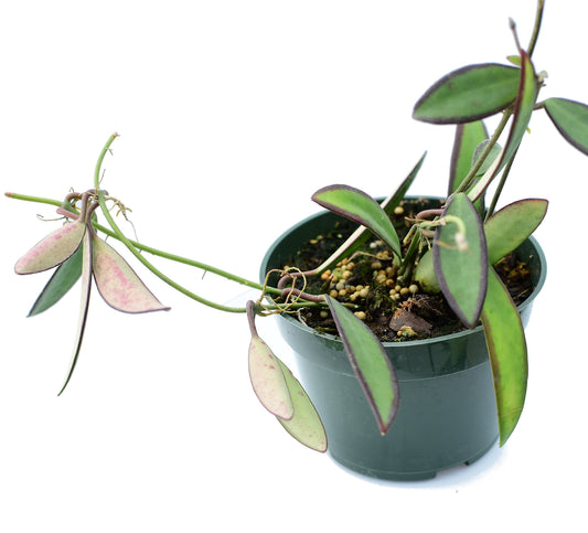 Hoya anncajanoae
