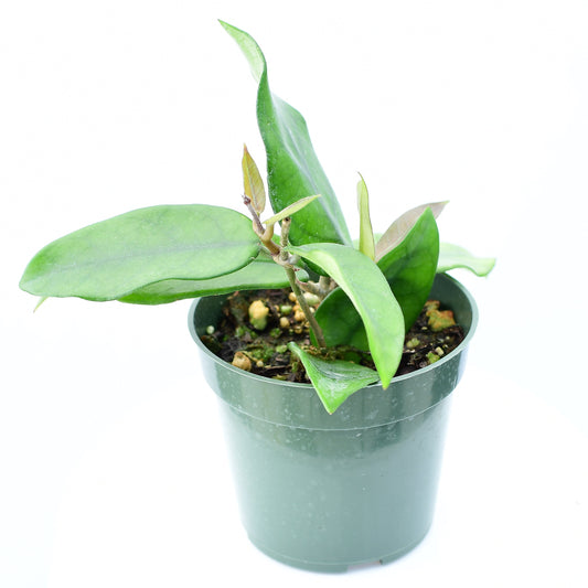 Hoya Dasyantha is a distinguished species prized for its velvety, lance-shaped leaves and elegant trailing vines.