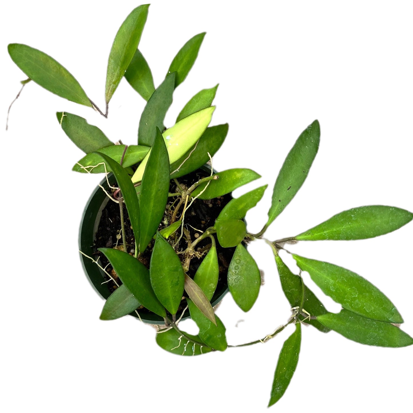 Hoya davidcummingii